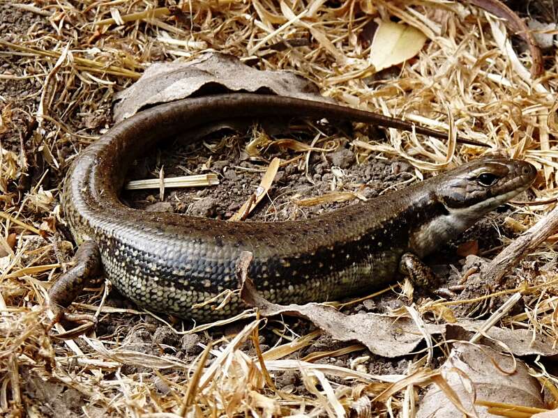 Image of water skink