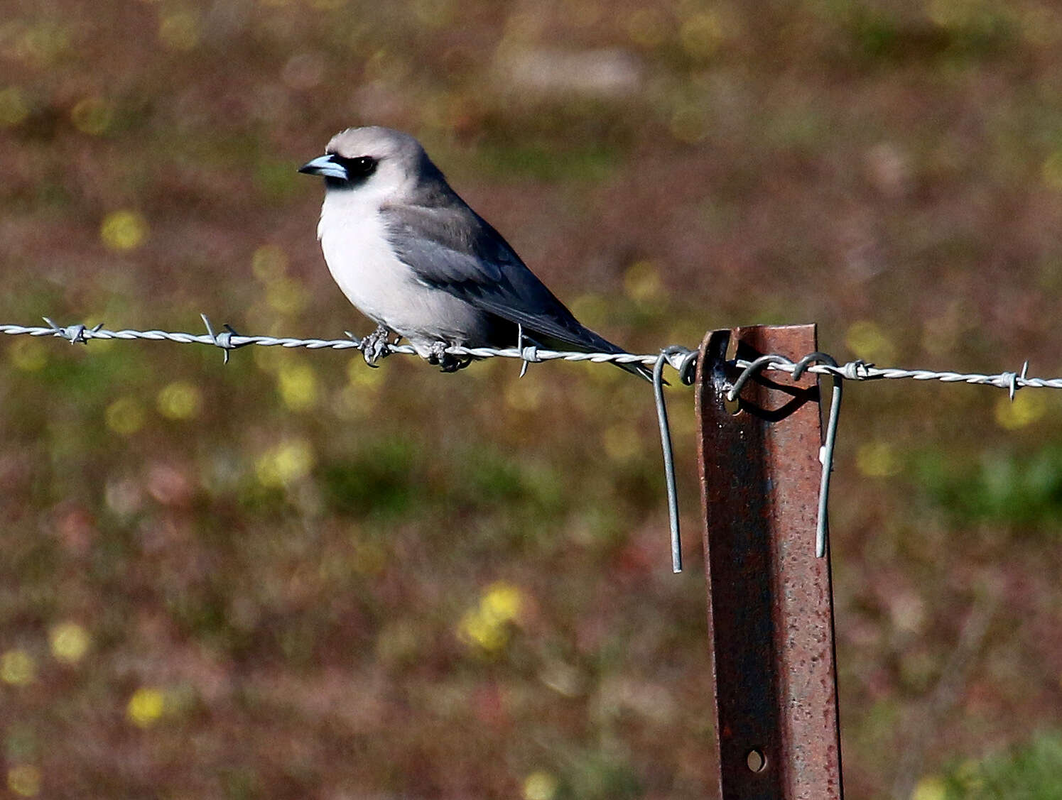 Image of Black-faced Woodswallow