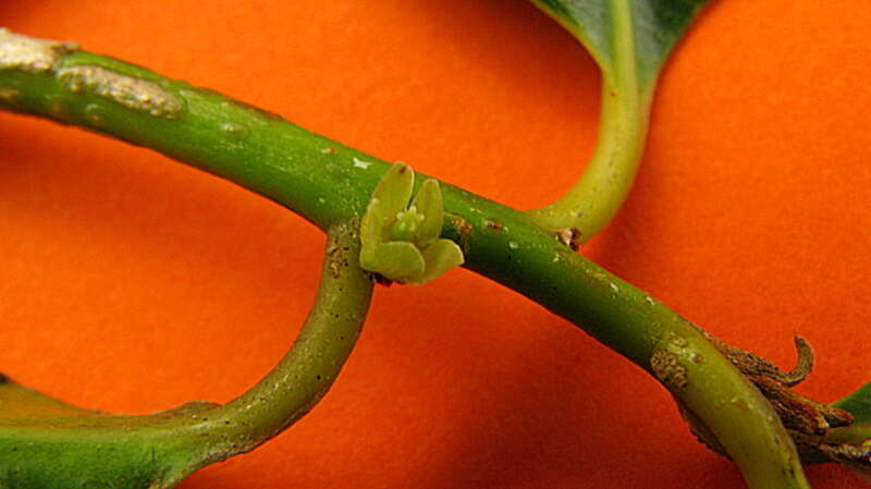 Image of Garcinia gardneriana (Planch. & Triana) D. C. Zappi