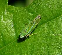 Image of Graphocephala