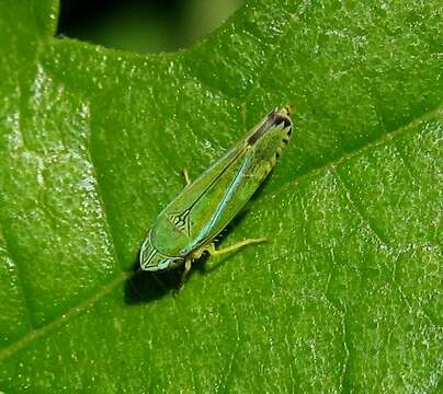 Image of Graphocephala versuta (Say 1830)