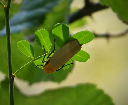 Image of four-spotted footman