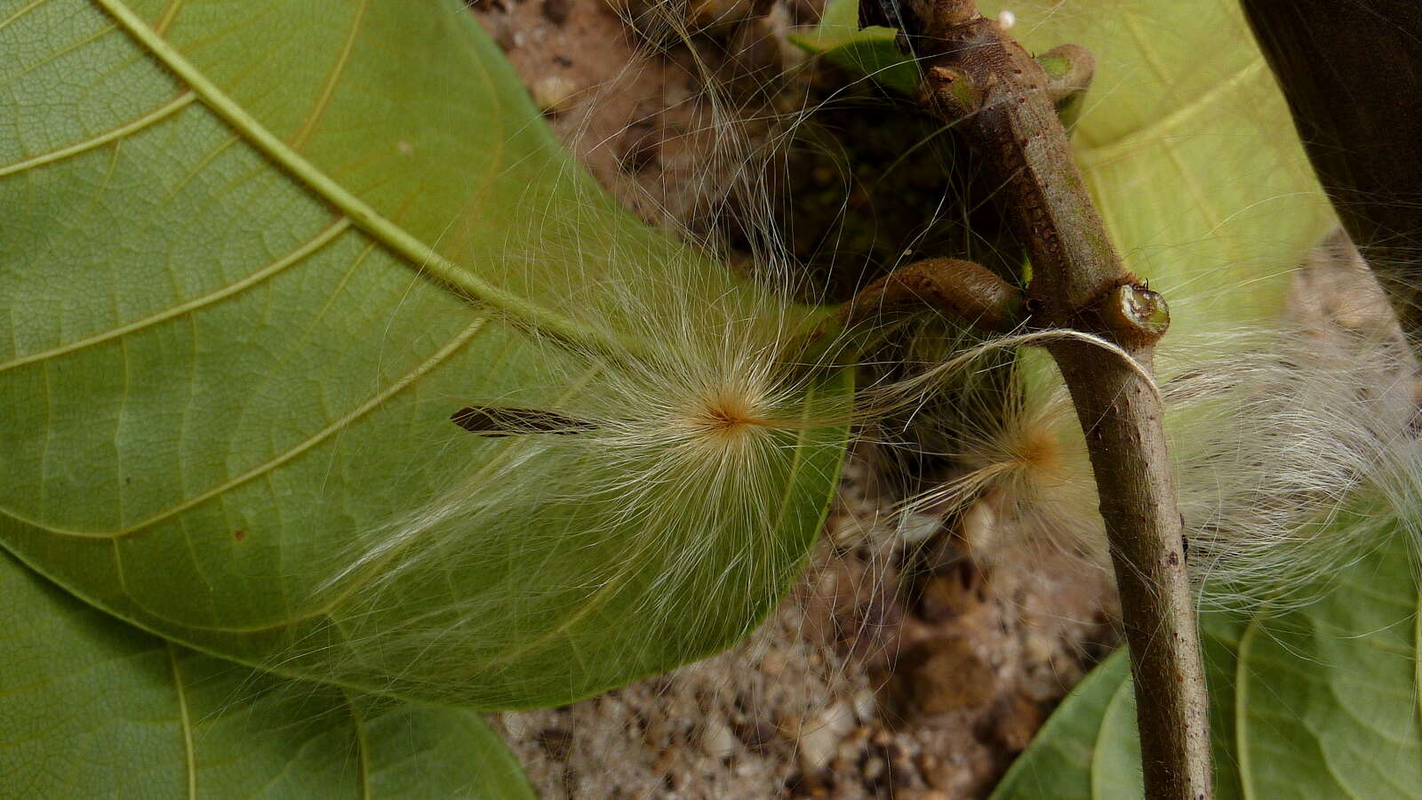 Imagem de Odontadenia lutea (Vell. Conc.) Markgr.