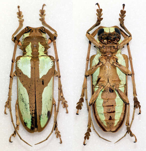 Image of Prosopocera lactator meridionalis Jordan 1903