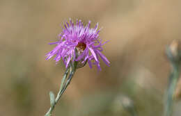 Image of Centaurea ambigua Guss.