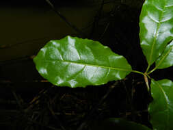 Sivun Terminalia costaricensis (Stace) Gere & Boatwr. kuva