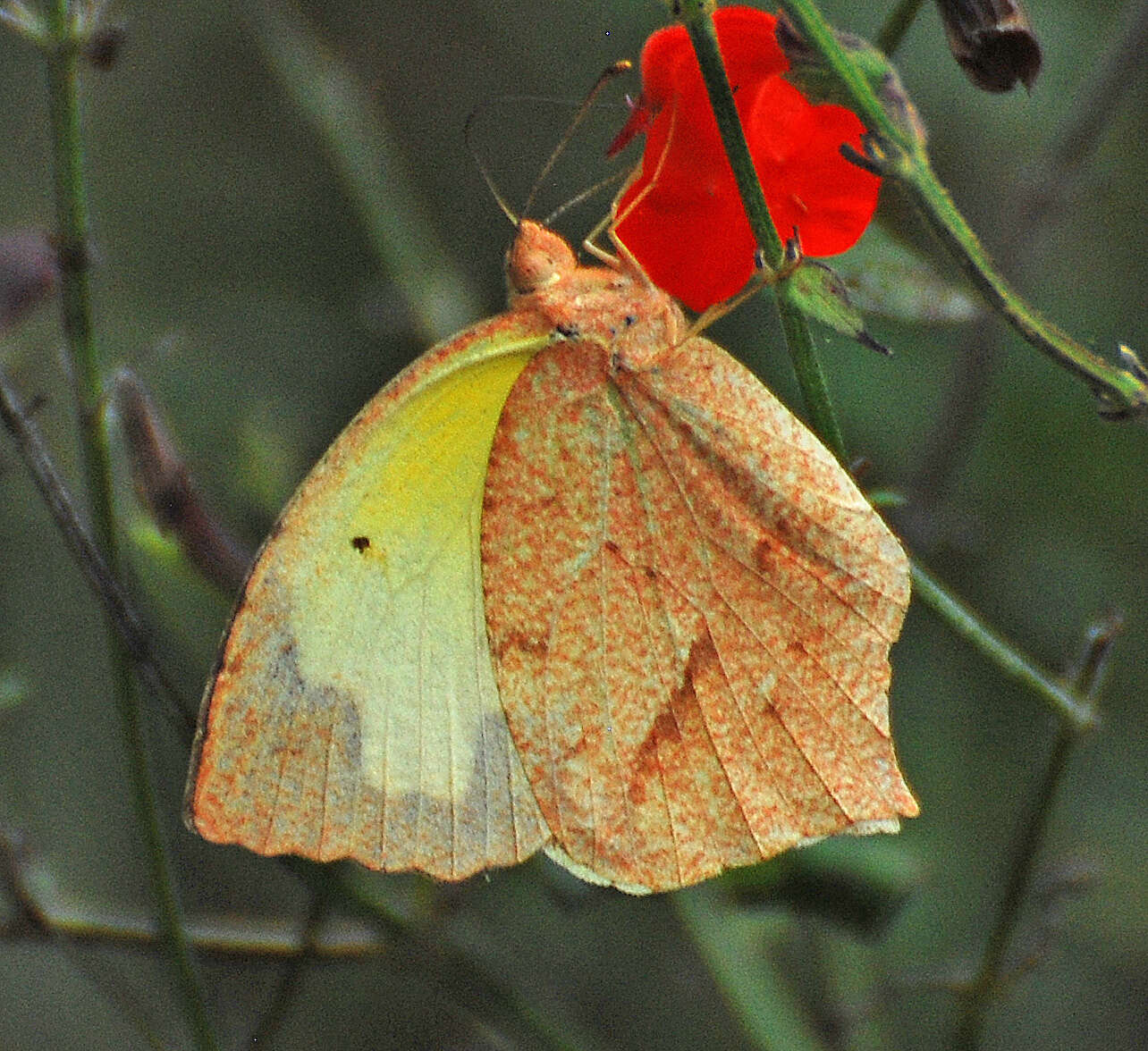 Image of Eurema