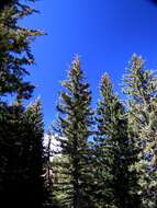 Image of spruce