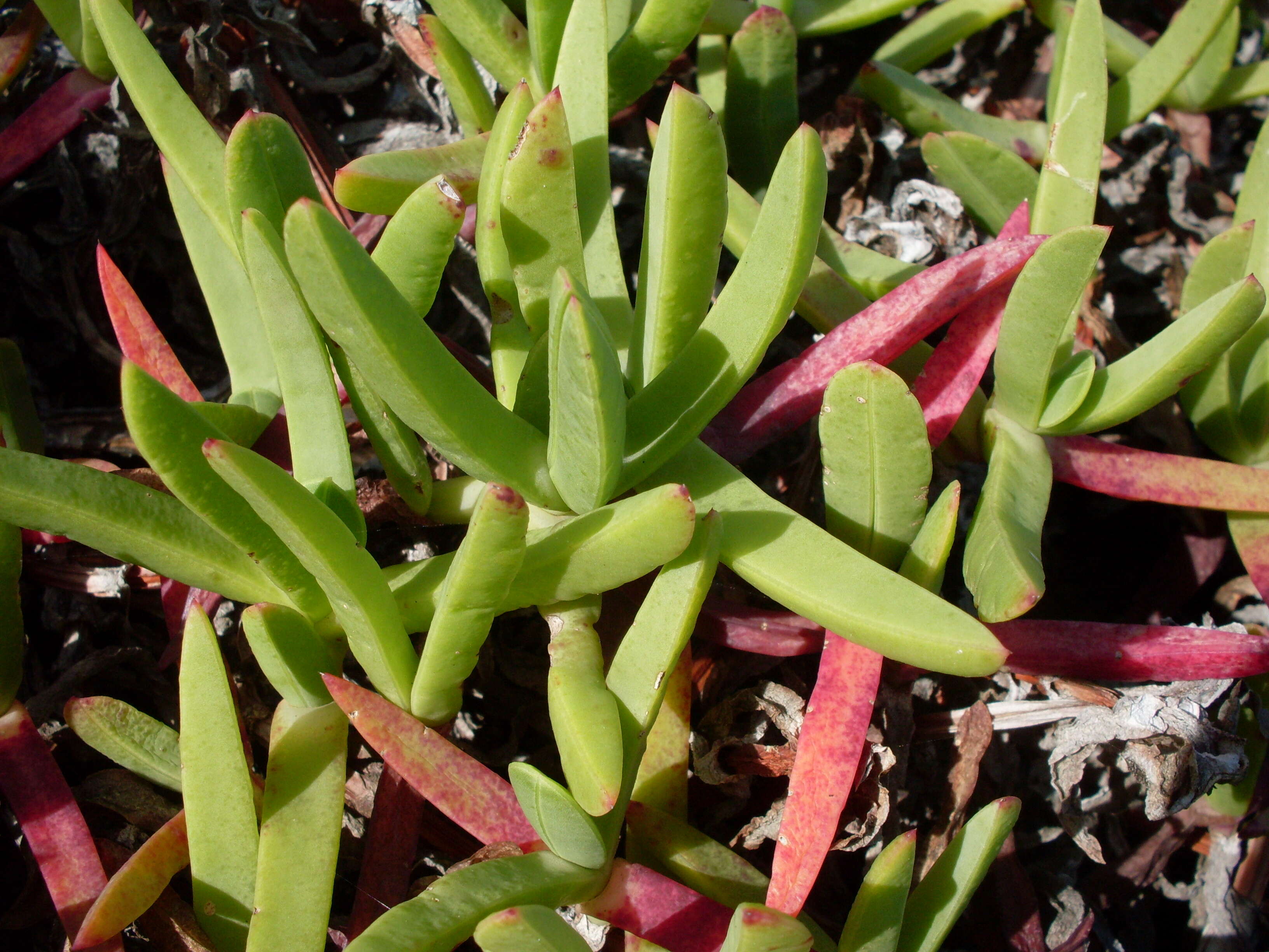 Plancia ëd Carpobrotus glaucescens (Haw.) Schwant.