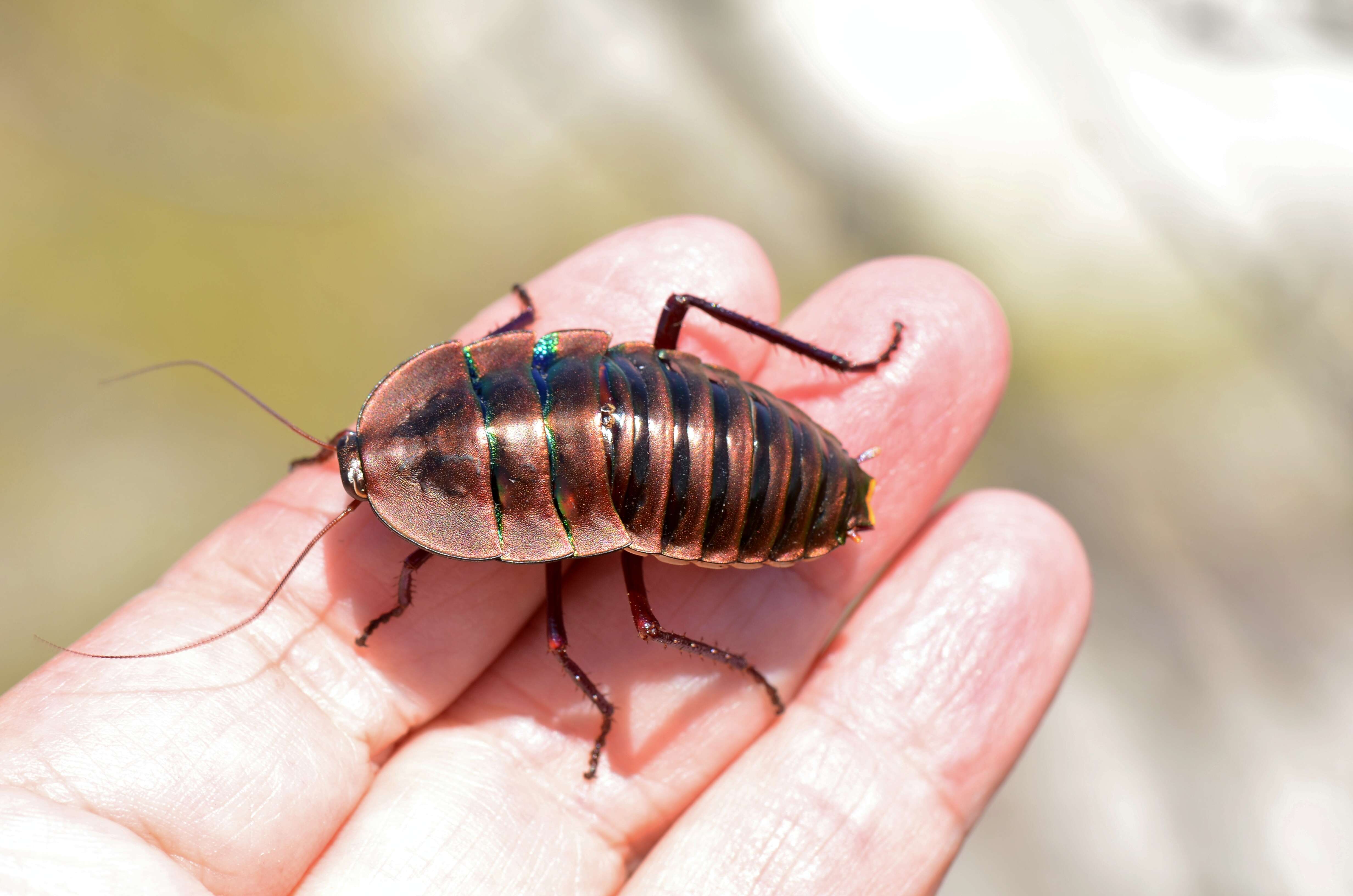 Image of bush cockroach