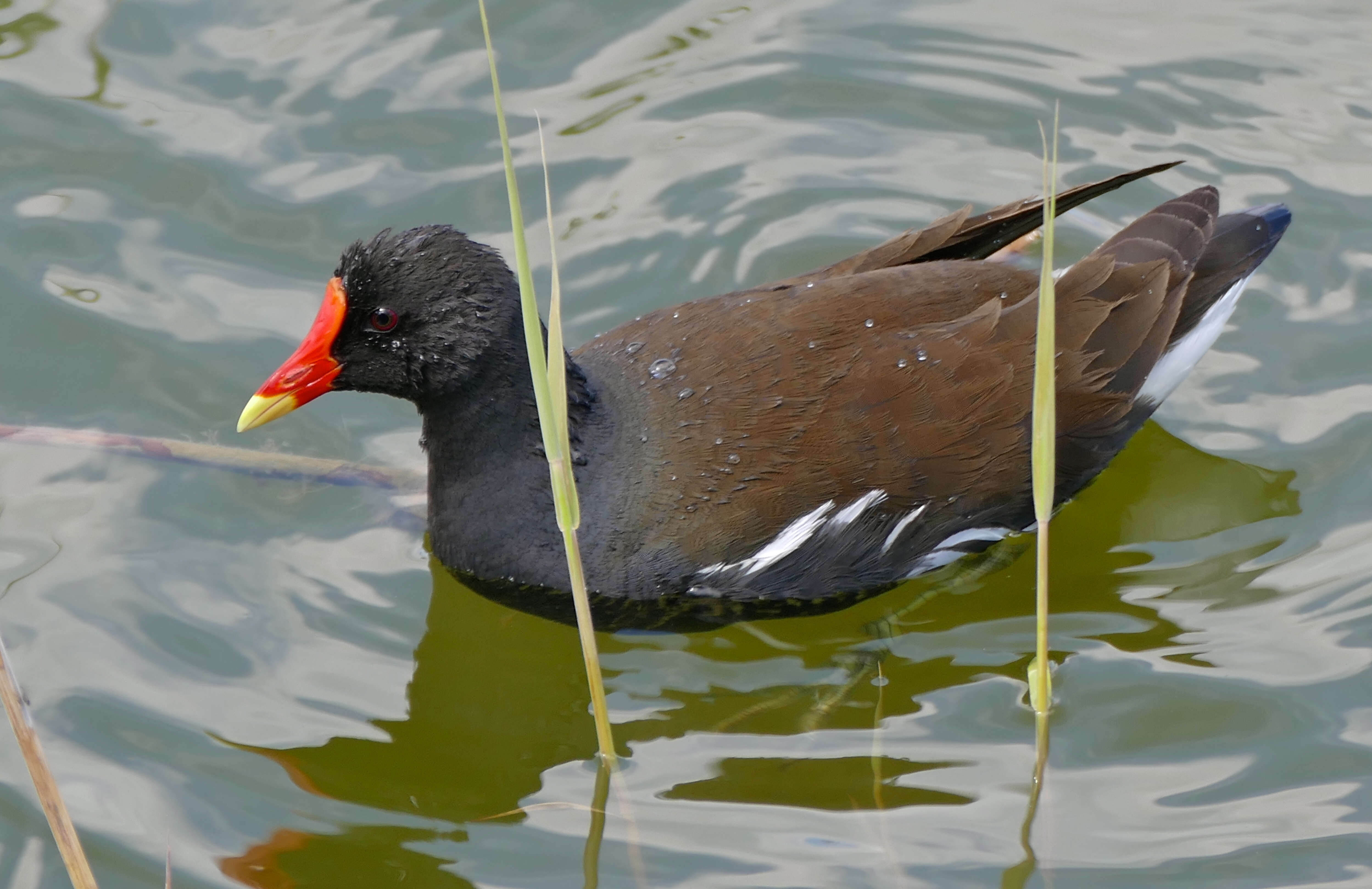 Image of Common Moorhen