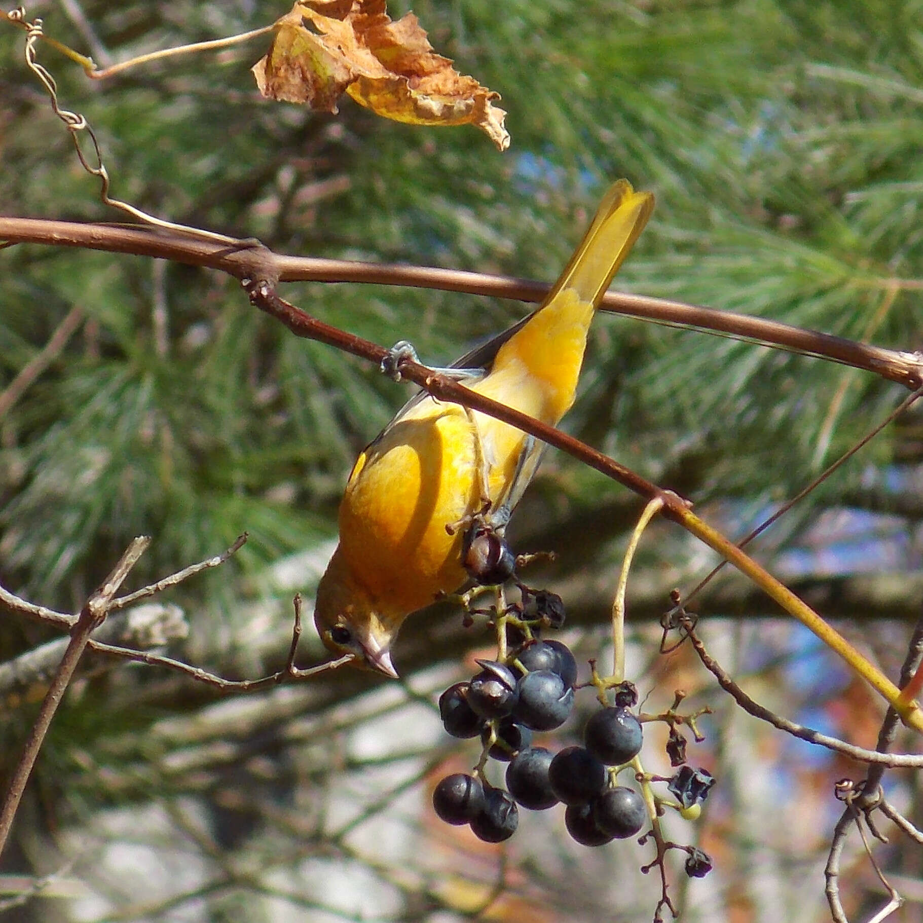 Image of New World orioles