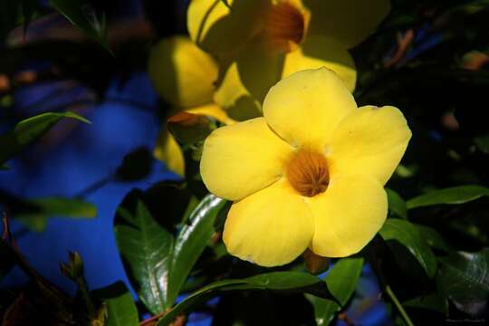 Image of Golden Trumpet or Buttercup Flower