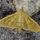 Image of The Alamo Moth