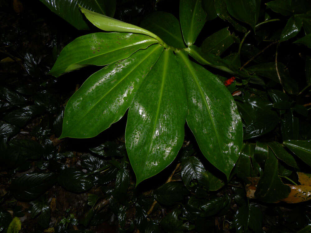 Image of spiral ginger