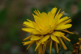 Image of marigold