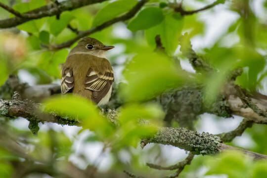 Image of Alder Flycatcher