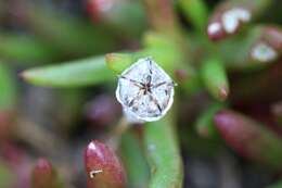 Imagem de Disphyma clavellatum (Haw.) R. J. Chinnock