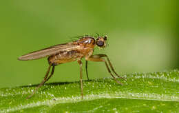 Image of spear-winged flies