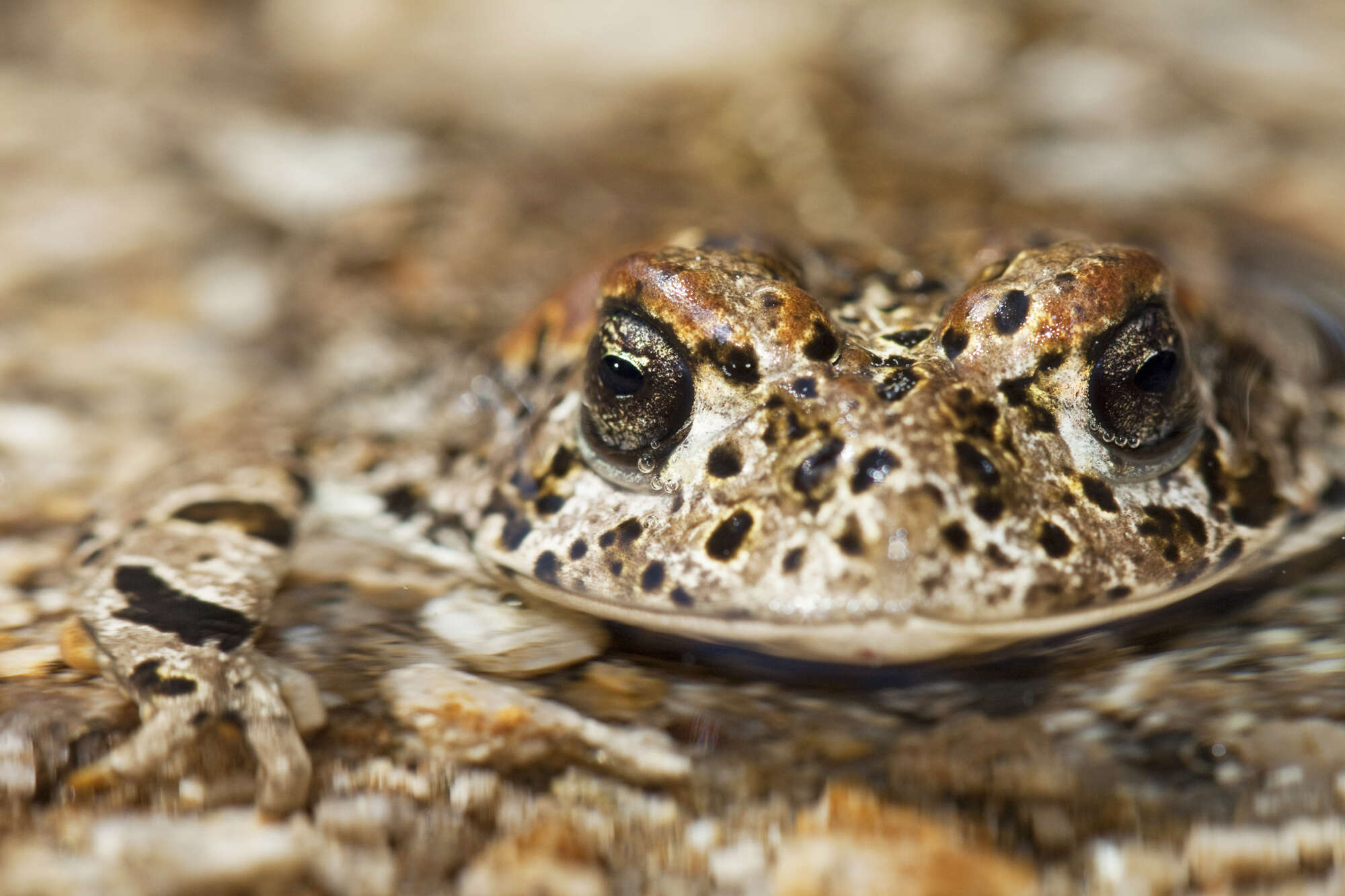 Image of Yosemite Park Toad