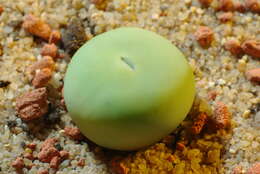 Image of Conophytum pageae (N. E. Br.) N. E. Br.
