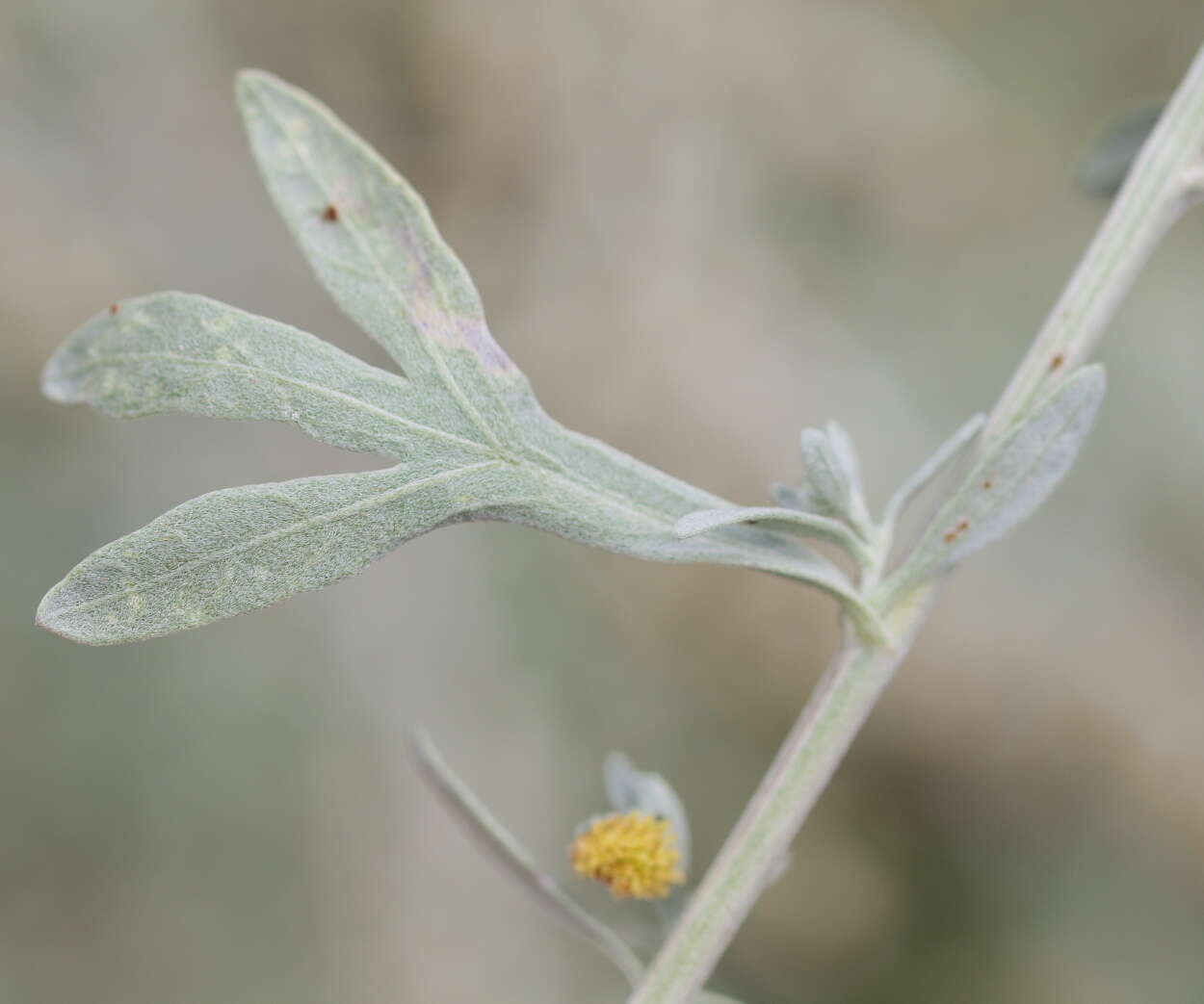 Image of Artemisia austriaca Jacq.