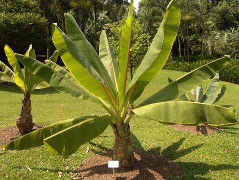 Plancia ëd Ensete ventricosum (Welw.) Cheesman