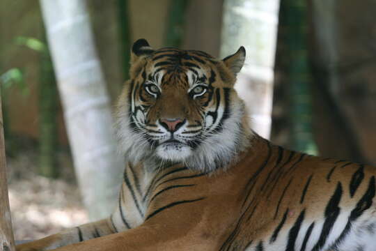 Image of Sumatran Tiger