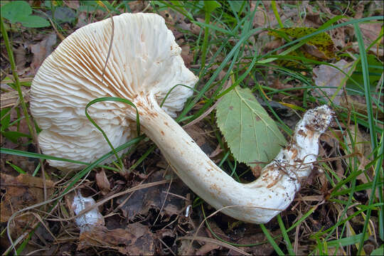 Image of Tricholoma lascivum (Fr.) Gillet 1874