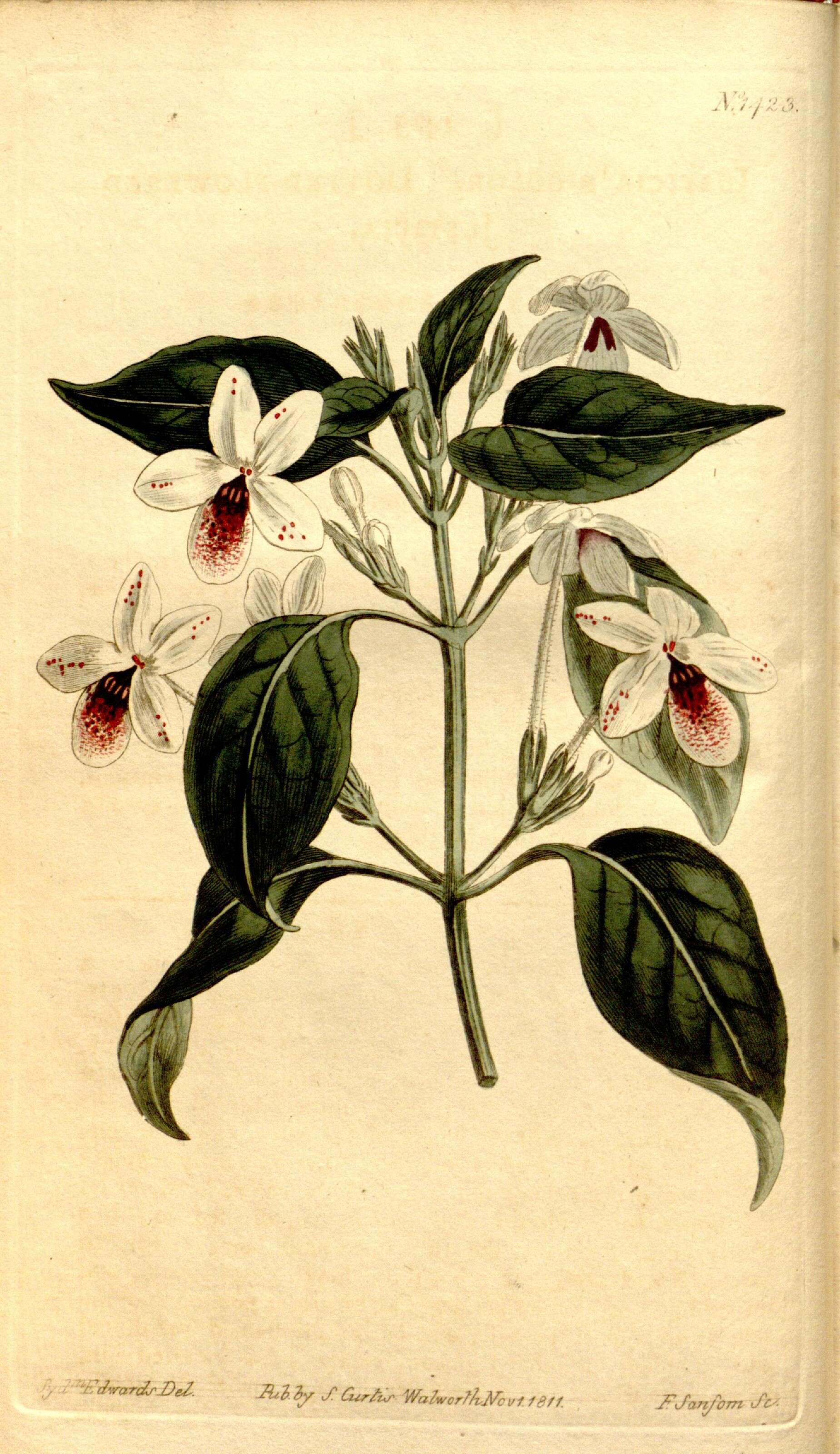 Pseuderanthemum bicolor (Sims) Radlk. resmi