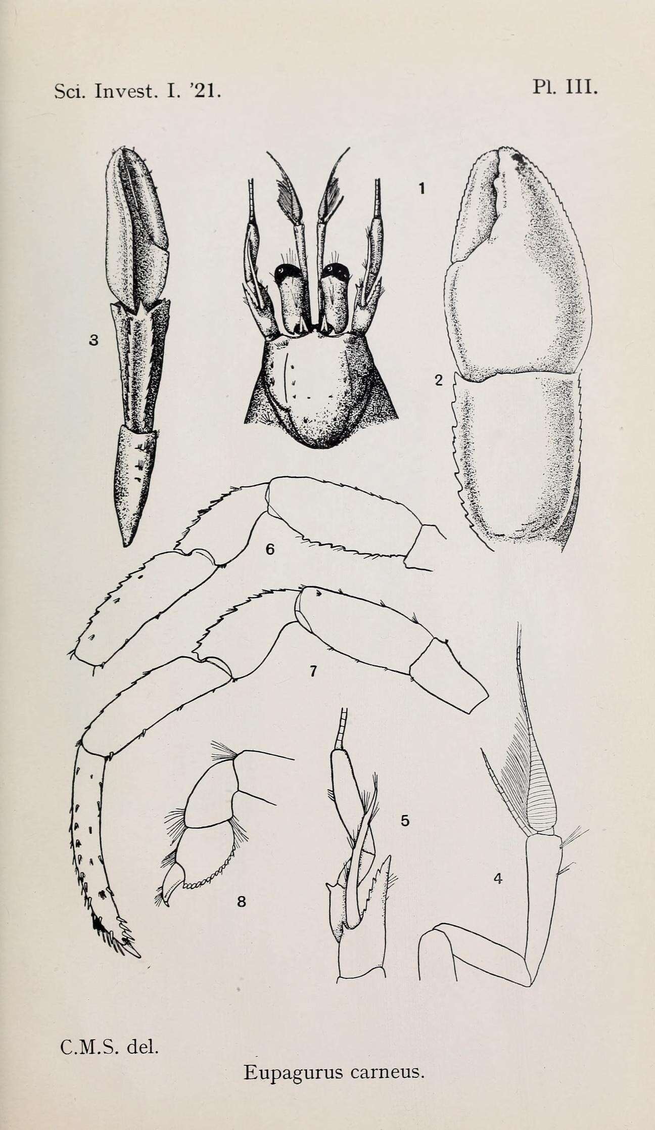 Pagurus carneus (Pocock 1889) resmi
