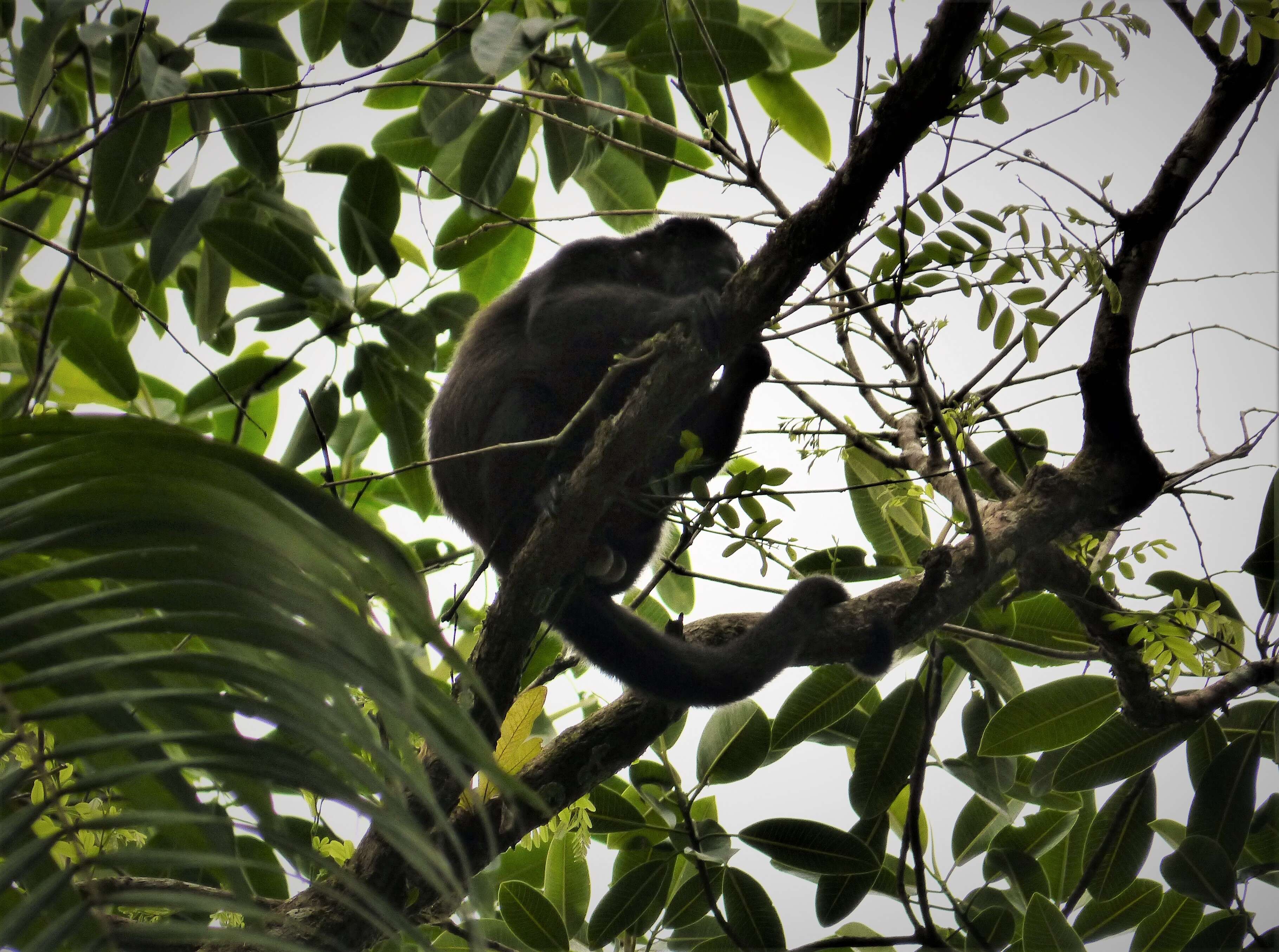 Image of Ecuadorian Mantled Howling Monkey