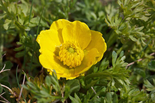 Image of Ranunculus millefoliatus Vahl