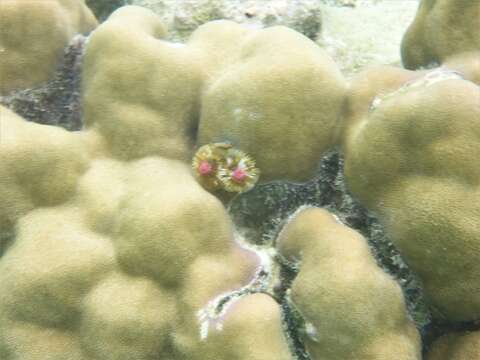 Image of Christmas tree worm