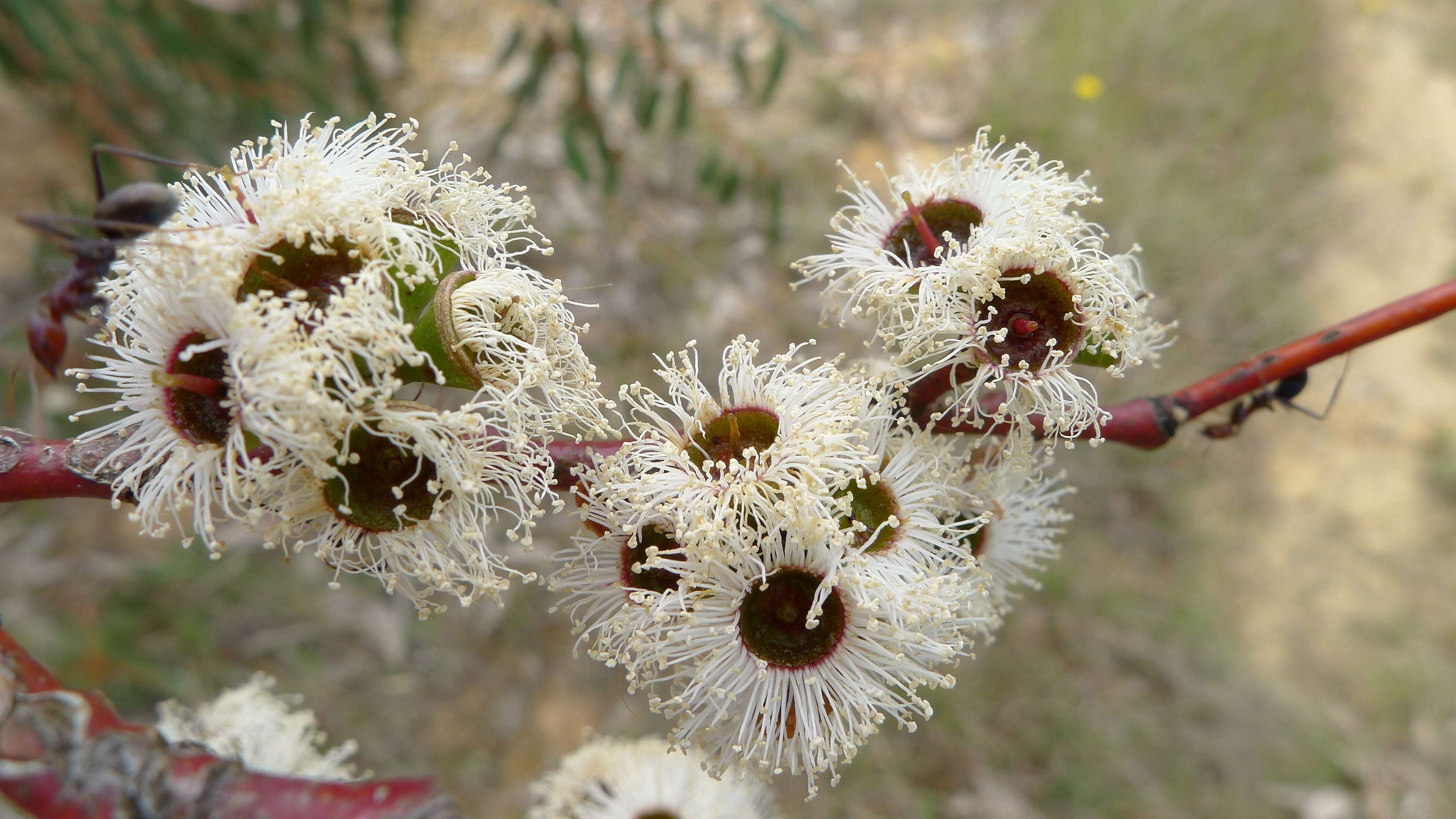 Imagem de Eucalyptus pauciflora Sieber ex Spreng.