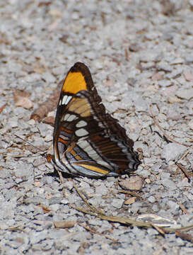 Image of Arizona Sister