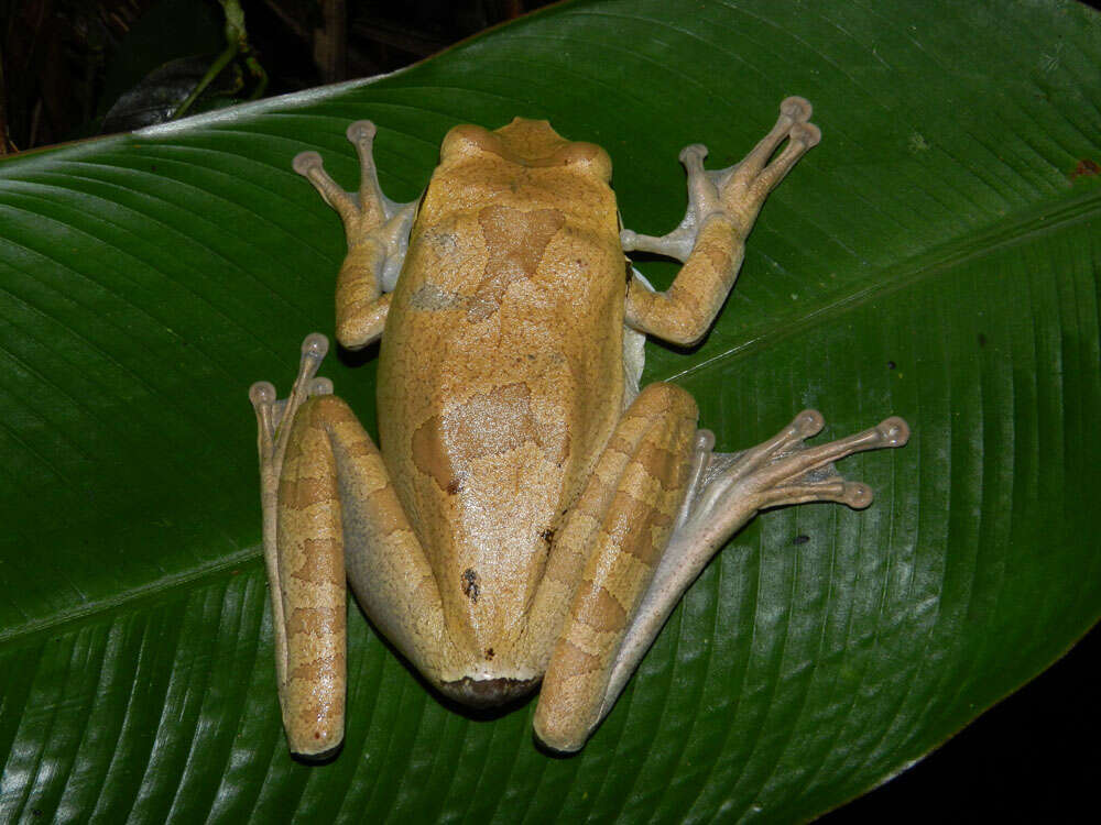 Image of Mexican Treefrogs