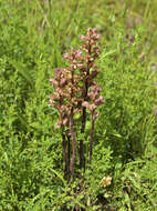 Image of Orobanche lutea Baumg.