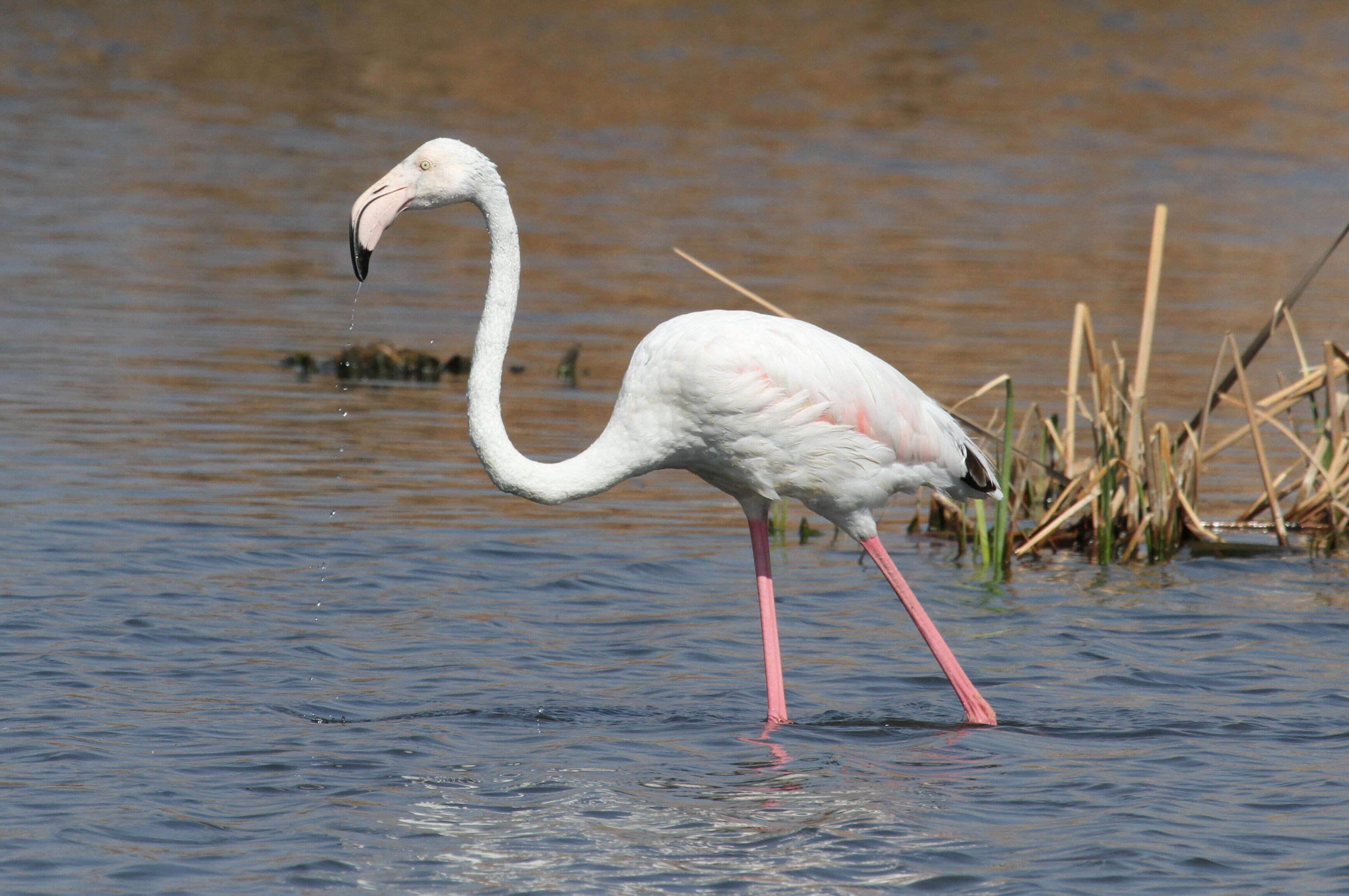 Imagem de Phoenicopterus Linnaeus 1758