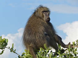 Image of Baboon