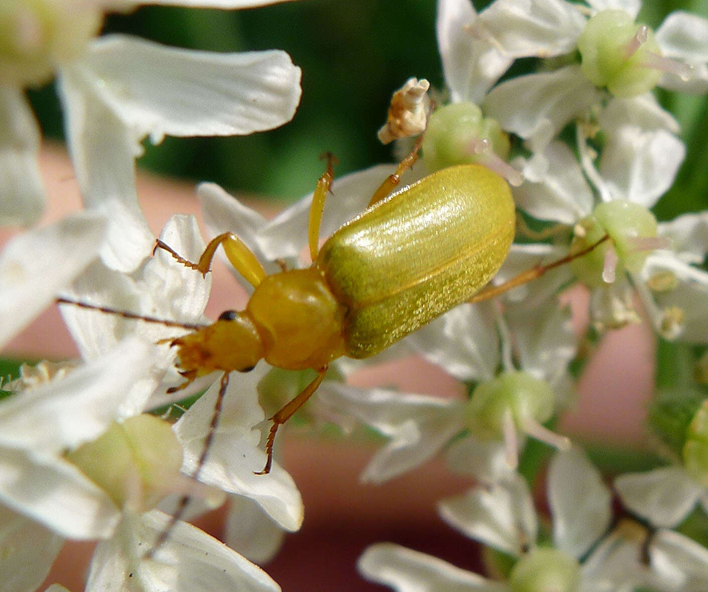 Image of Tenebrionidae