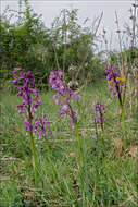 Image of Green-winged Orchid