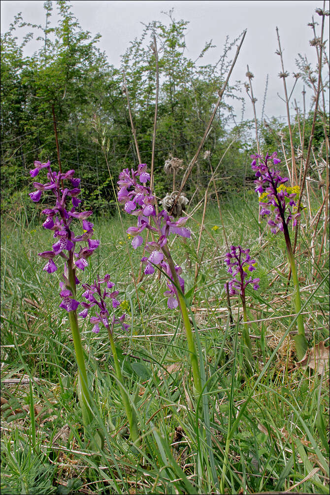 Image of Green-winged Orchid