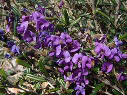 Image of purple pea