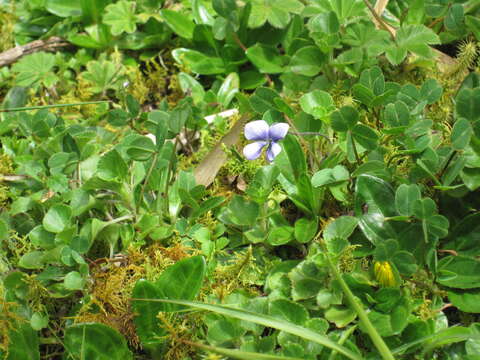 Image of Viola eminii (Engl.) Fries