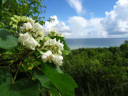 Image of Dombeya