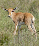 Image of Blesbok