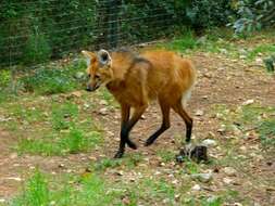 Image of Maned Wolves