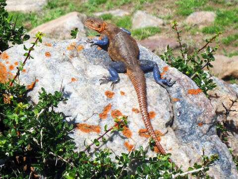 Image of Agama kaimosae Loveridge 1935