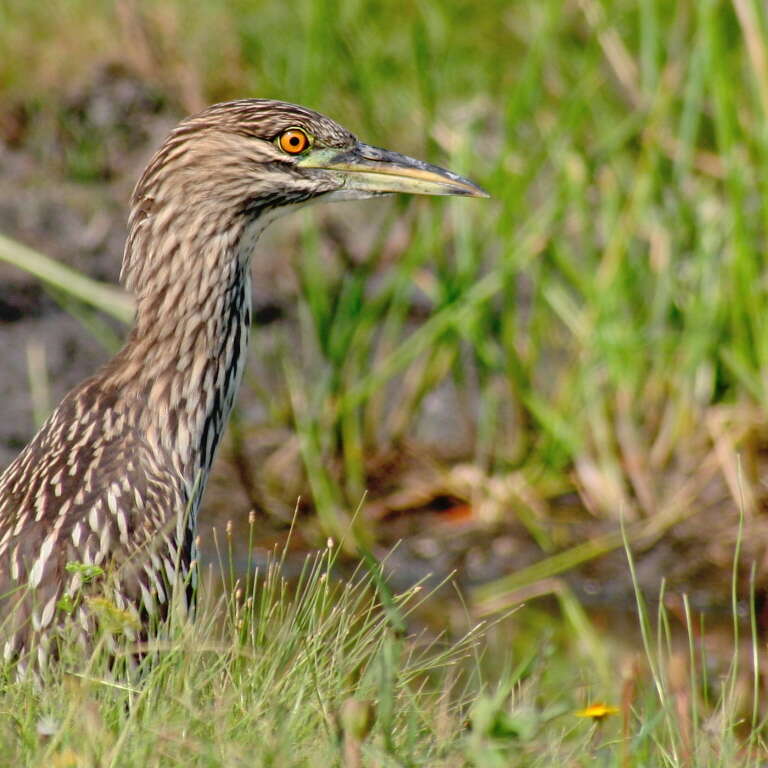 Image of Night Herons